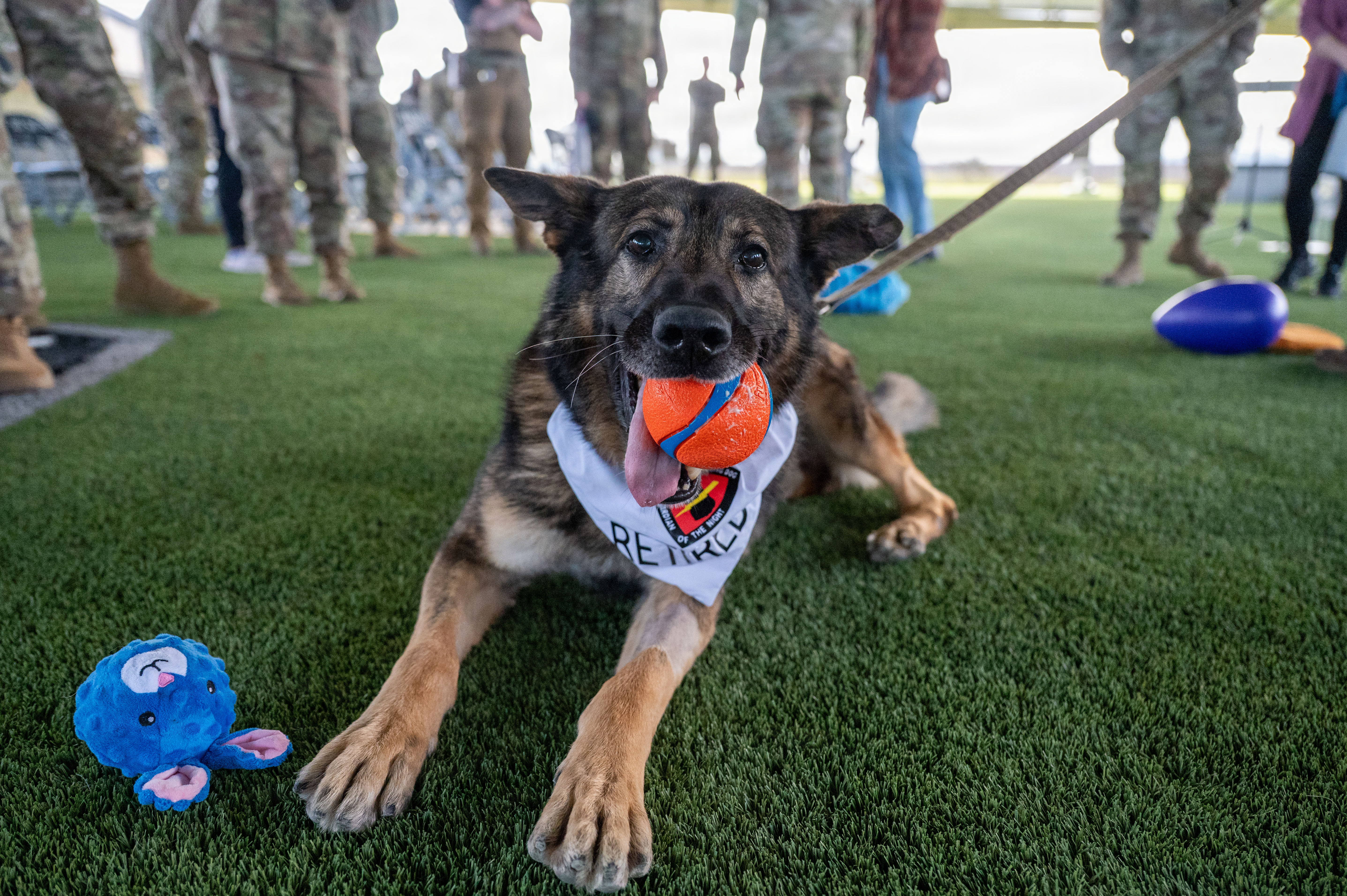 Retired Military Working Dog Kiru plays after his retirement ceremony at Vandenberg Space Force Base, Calif., Feb. 6, 2026